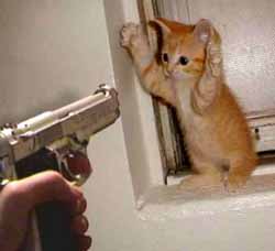 Muslims threaten cats