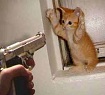 Muslims threaten cats
