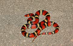 harmless Florida Scarlet Snake