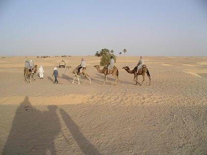 Camels Douz Sahara Desert