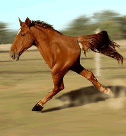 Arabian Quarter-Horse