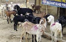 muslim goat sex