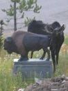 Moose Statutory Rape