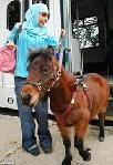 Seeing-eye horse