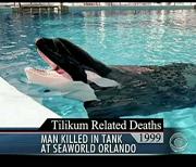 Youtube video Deadly Attack at Sea World
