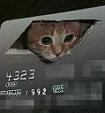debit cat - I Can Haz Credit?