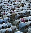 millions of muslims