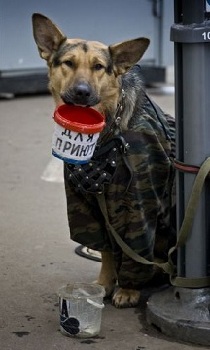 in russia even the dogs are poor