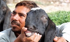 Pakistani Goat Dance and Races