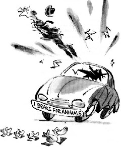 I break for animals