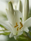 White lily flower - eulogy