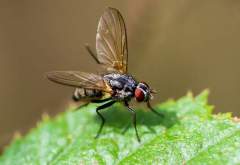 farouk would not hurt a fly