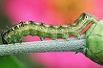 Green Caterpillar
