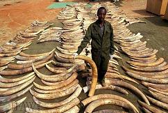 Confiscated Ivory Pile