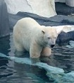 polar bear ice cap