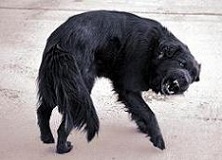 rabid dog
