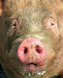 Helen Thomas Pigs_Face