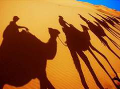 Camel caravan shadow