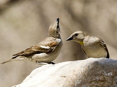 Chestnut-shouldered Petronias