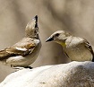 Chestnut-shouldered Petronias