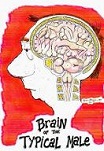 what's in a man's brain