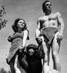 Tarzan and Jane and cheetah the chimpanzee 