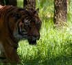 stalking tiger