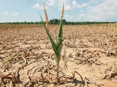 A corn plant struggles to survive on a drought-stricken farm near Shawneetown, Illinois (July 16, 2012).