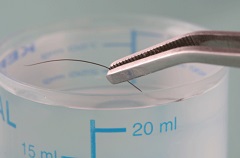 hair sample