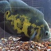 allah on a fish