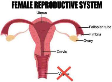 the human reproductive system minus the vagina