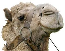 ugly camel