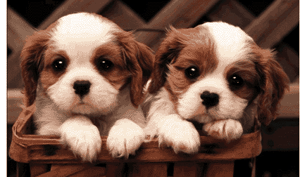 dog twins blinking