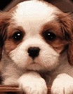 dog twins blinking