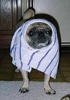 mother theresa reincarnate