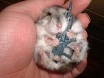 killer Israeli gerbils