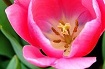 male female flower