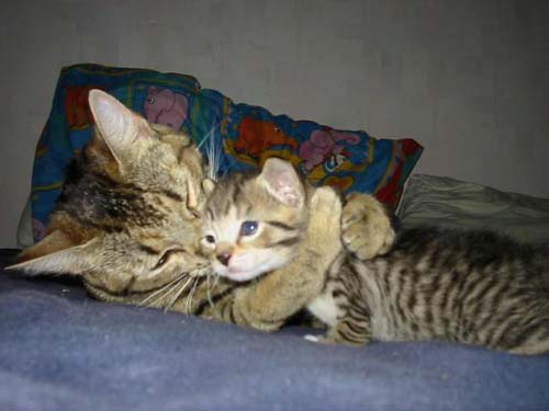 cats hugging