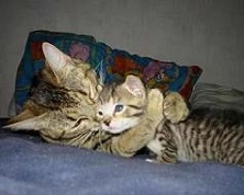 cats hugging