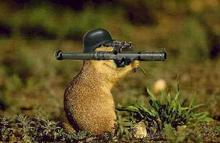 Rarely photographed Florida Squirrel