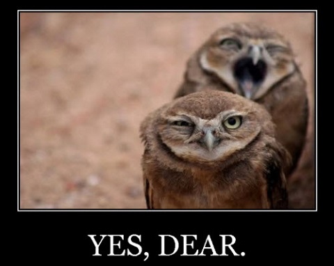 yes dear -owls