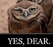 yes dear -owls