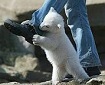 the threat of bears
