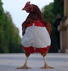 Chicken Crossing the Road