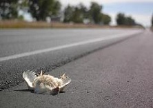 dead chicken on road
