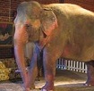 elephant in the room border=