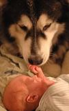 dogs are not safe around children