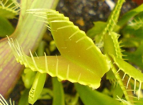 Venus Fly Trap - Carnivorous insect eating plant.