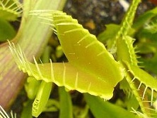 Venus Fly Trap - Carnivorous insect eating plant.