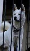 albino german shepherd